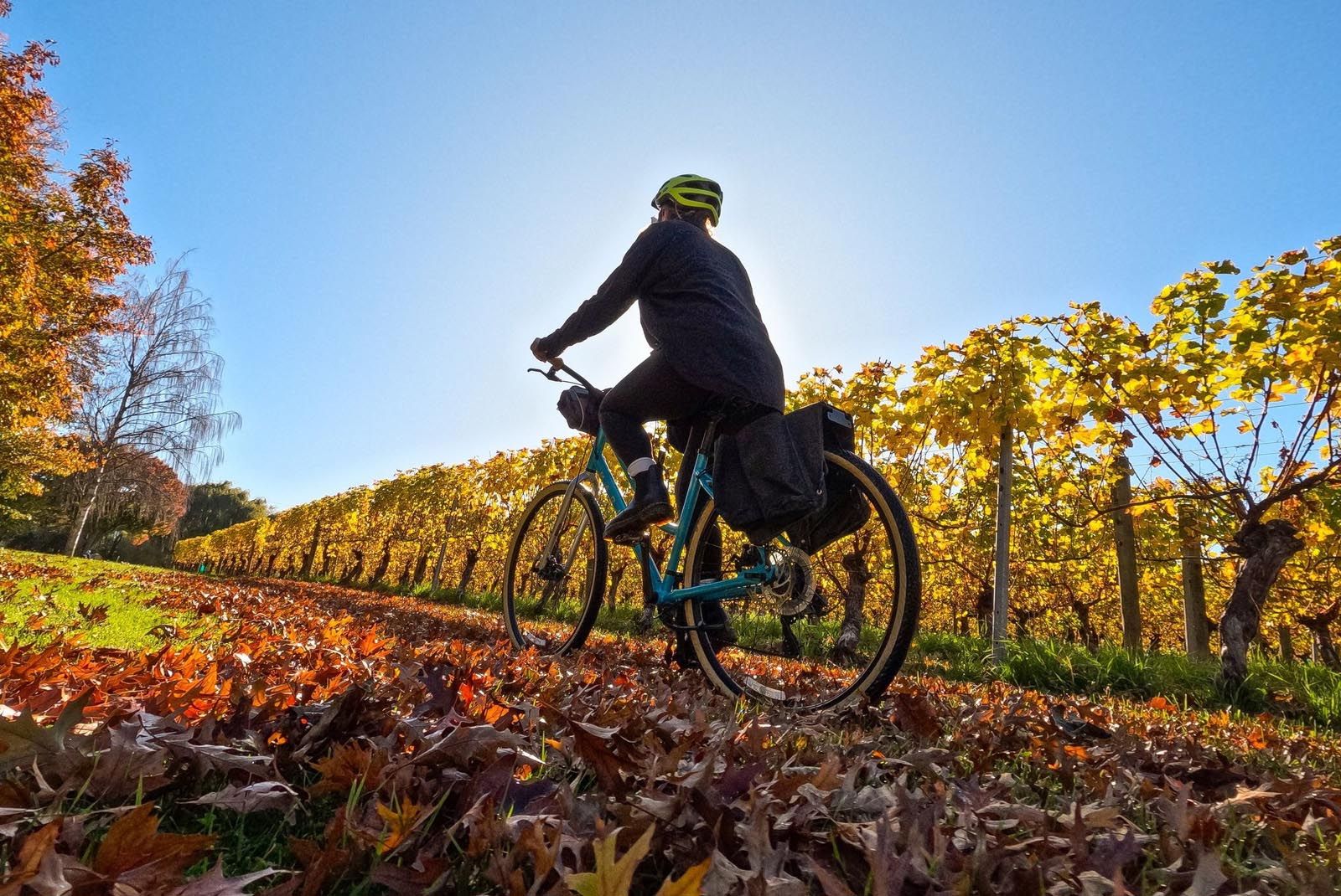 Marlborough vineyard Autumn